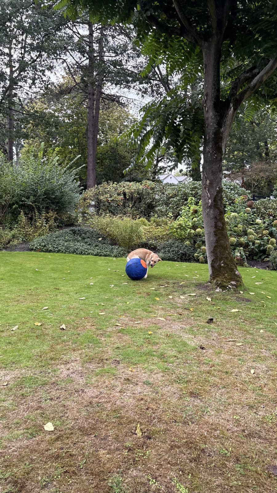 Labrador rust uit tegen de herdersbal na het spelen