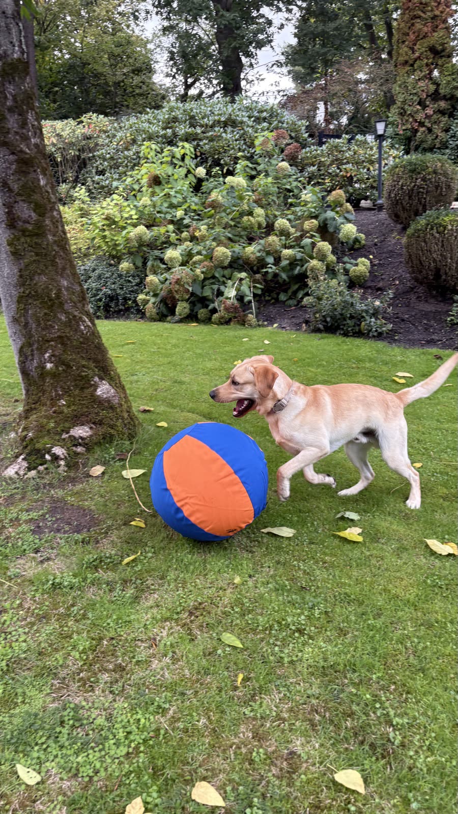 Labrador duwt de blauw-oranje herdersbal met zijn borst over het gras