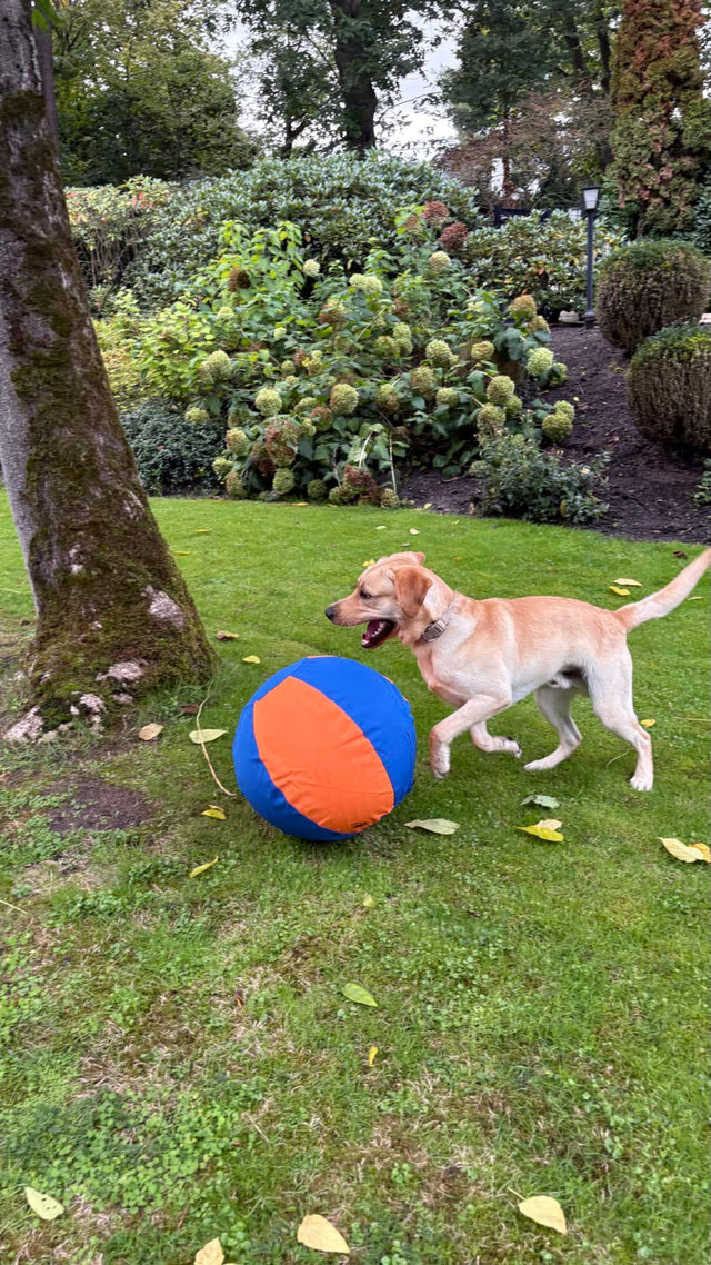 Labrador duwt de blauw-oranje herdersbal met zijn borst over het gras