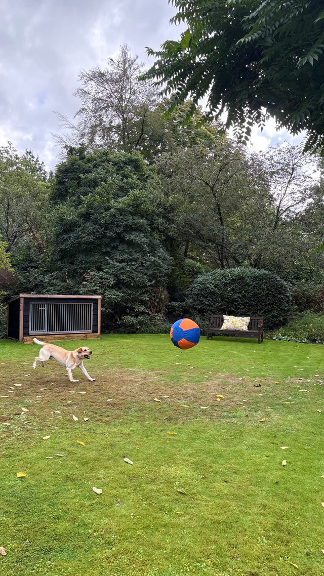 Labrador rent achter de opstuiterende herdersbal aan