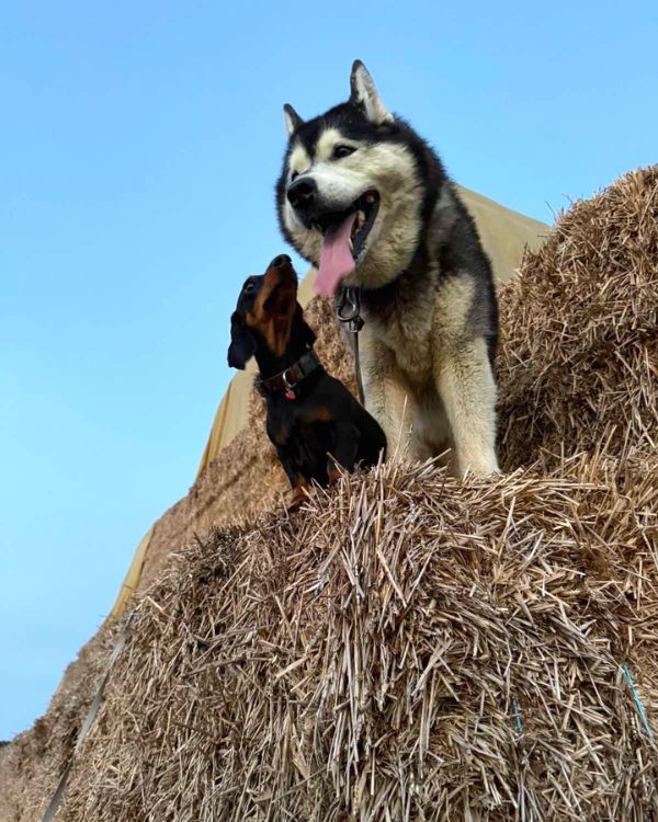 Husky en teckel zitten samen boven op strobalen tijdens een wandeling