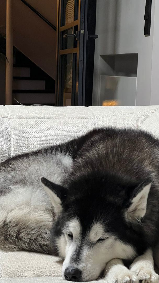 Husky ligt ontspannen te slapen op de bank