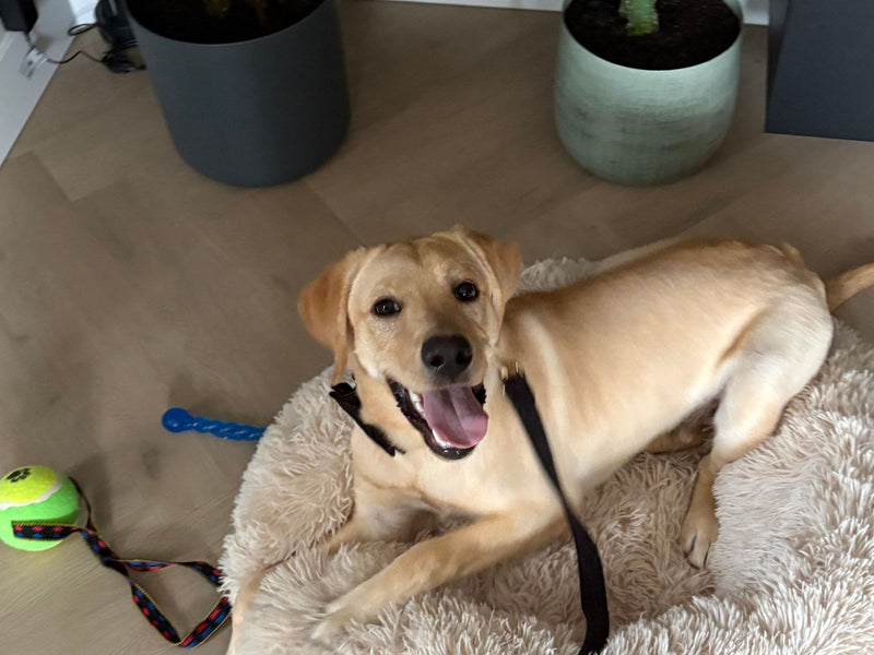 Jonge blonde labrador ligt op een pluizig hondenbed naast zijn speelgoed
