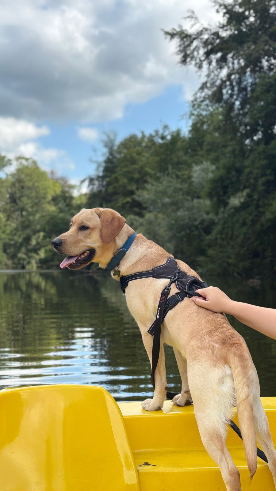 Labrador staat in tuig op een gele waterfiets tijdens een boottocht met Luckypaw