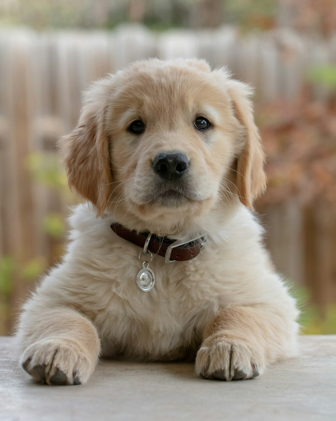 Golden retriever pup in het gras