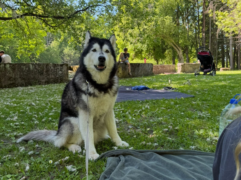 Malamute zit aan de lijn op het gras tijdens een picknick in het park