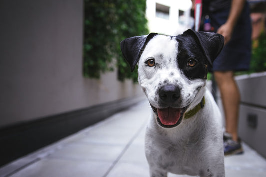 Hond met ruimte om te rennen