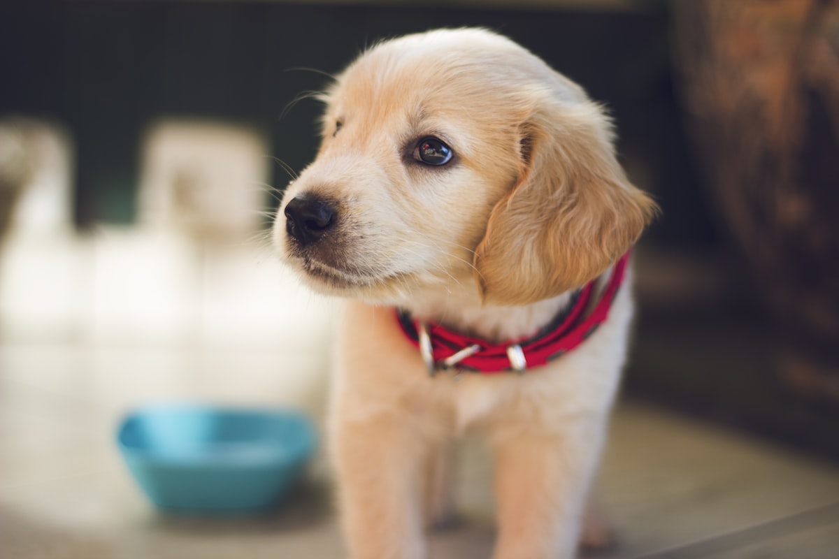 Pup met grote ogen in close-up