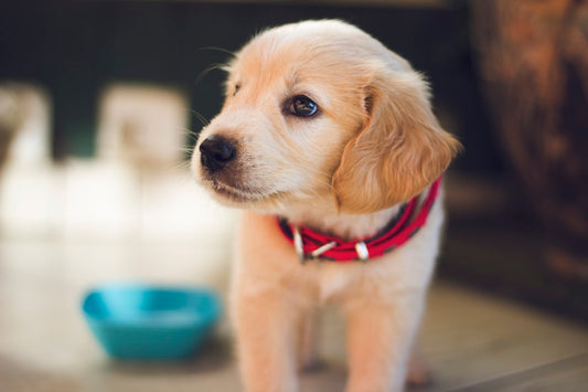 Pup met grote ogen in close-up