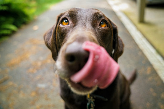 Hond kauwt op houten kauwstaaf