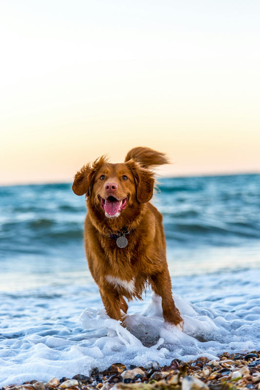 Hond snuffelt ontspannen binnen