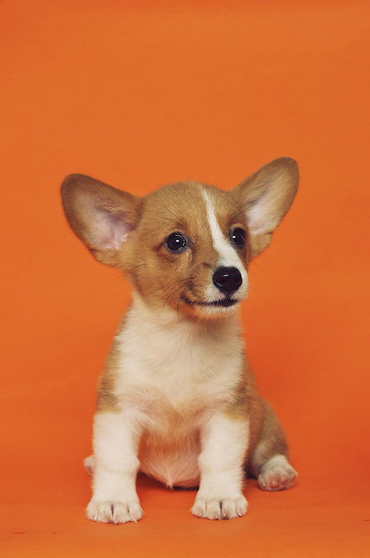 Hond met olijfhouten kauwstaaf