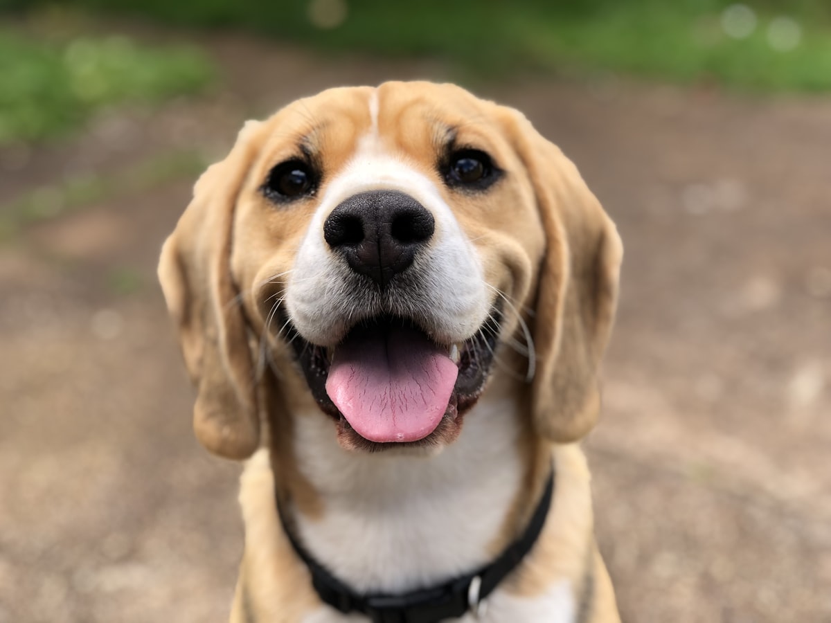 Vrolijke hond kijkt verwachtingsvol