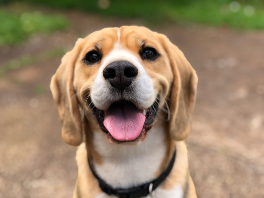 Vrolijke hond kijkt verwachtingsvol