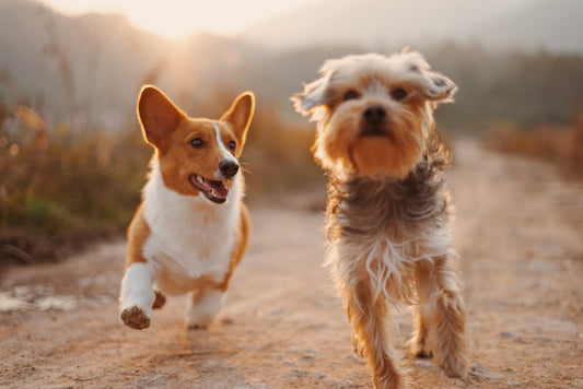 Twee honden buiten op pad