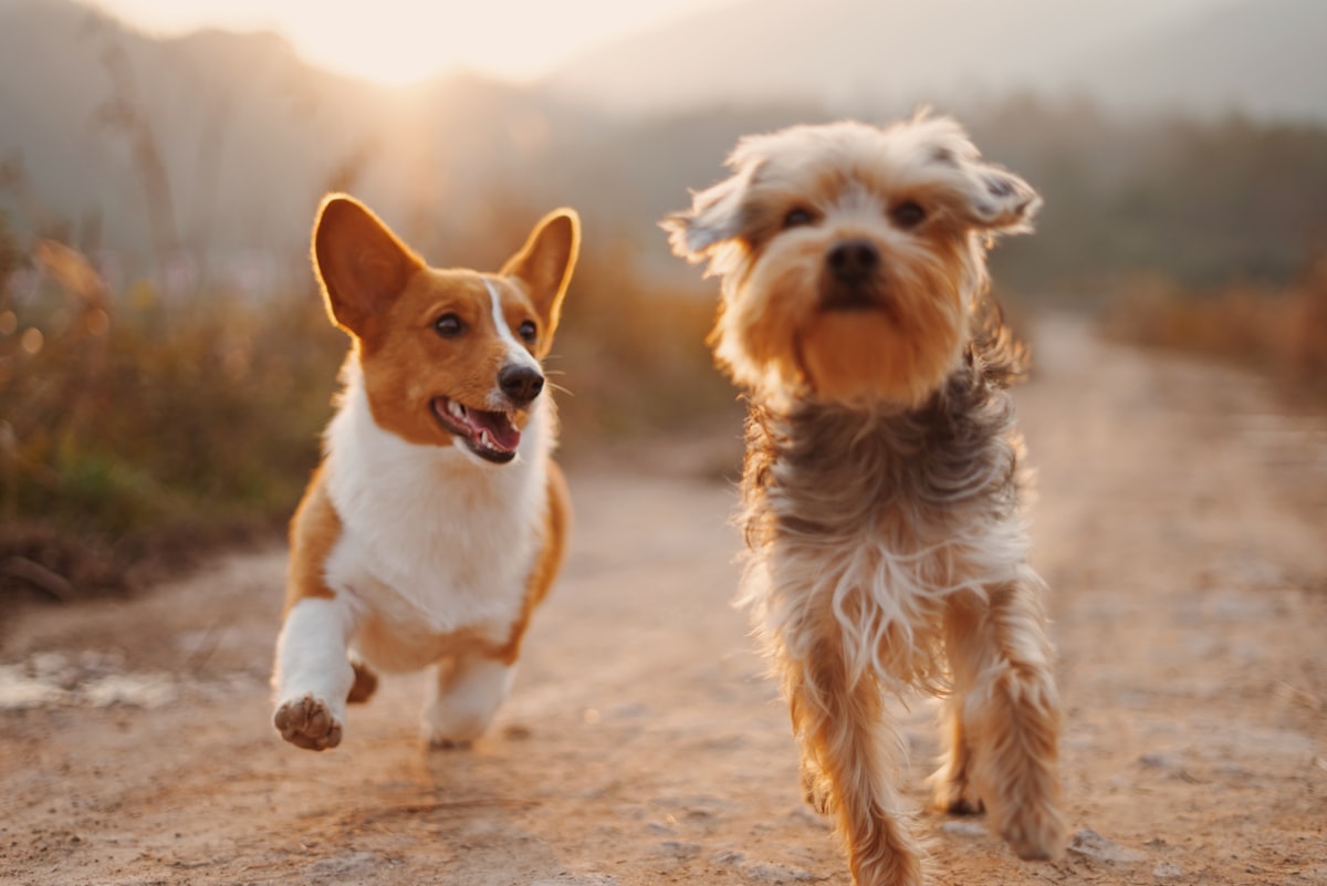 Honden aan de lijn tijdens wandeling