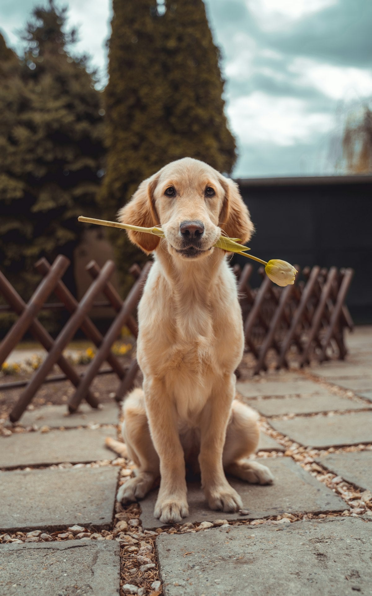 Golden retriever pup kijkt omhoog