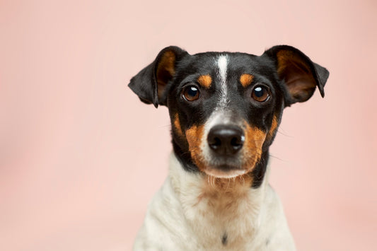 Kleine pup ligt in mand