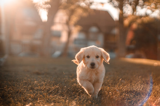 Hond wacht op traktatie
