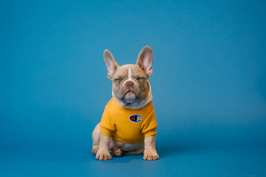 Hond met zachte glanzende vacht