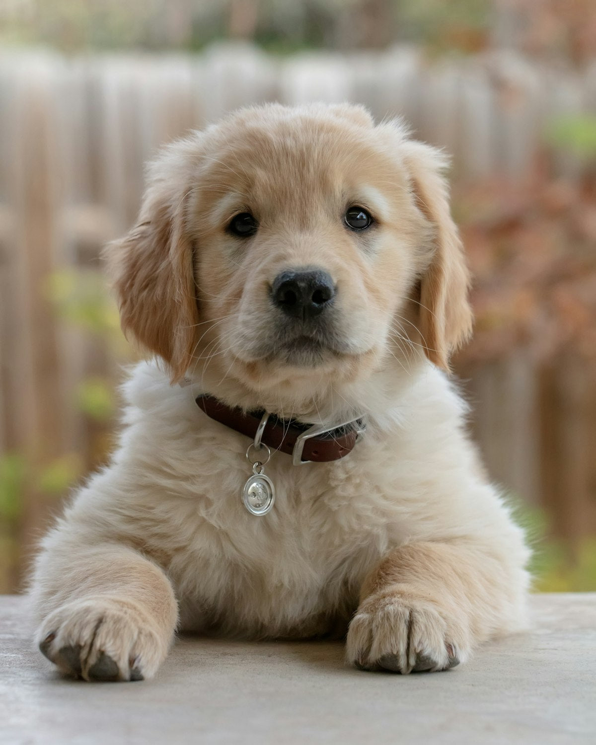 Golden retriever pup in het gras