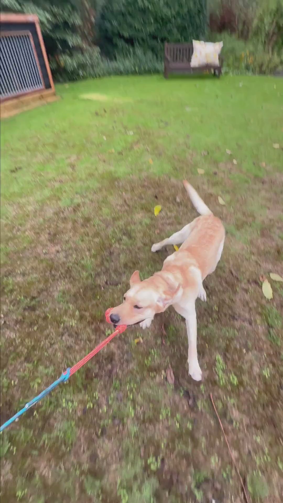 Hond pakt het lokspeeltje van de flirtpaal tijdens het spelen in de tuin