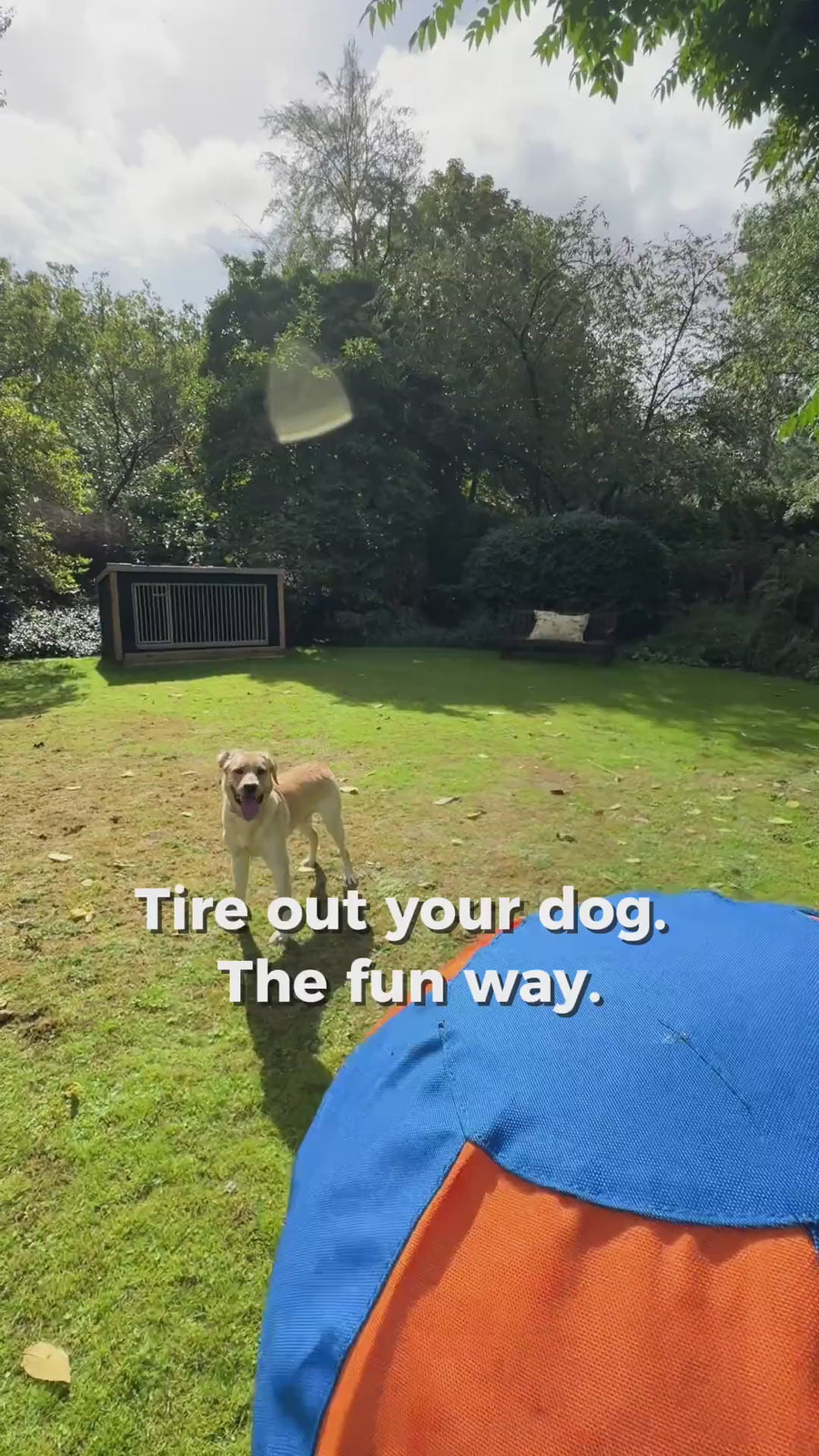 Labrador speelt met de herdersbal in de tuin van de opvang