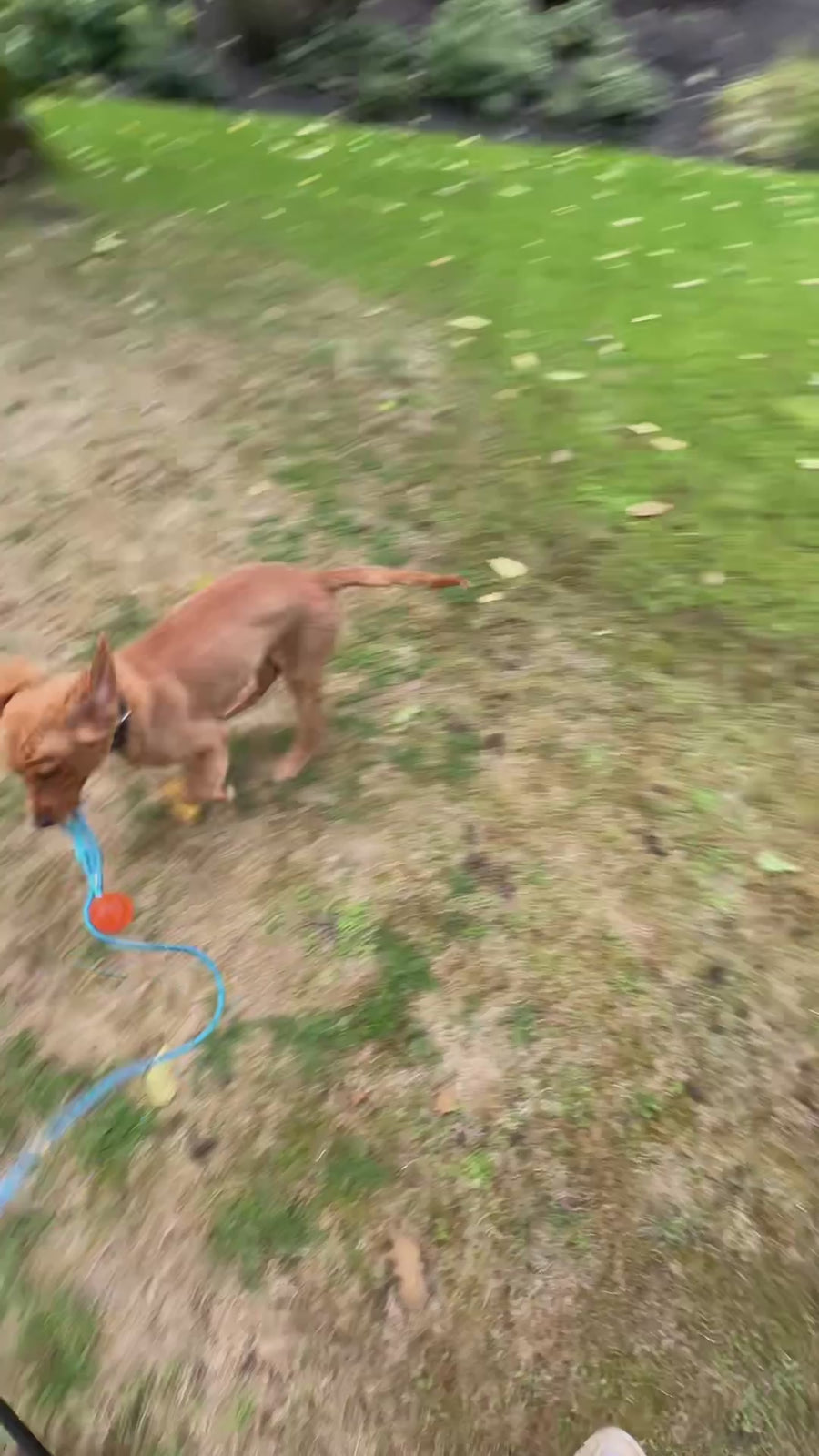 Labrador jaagt op de lokprooi van de flirtpaal in de tuin van de opvang