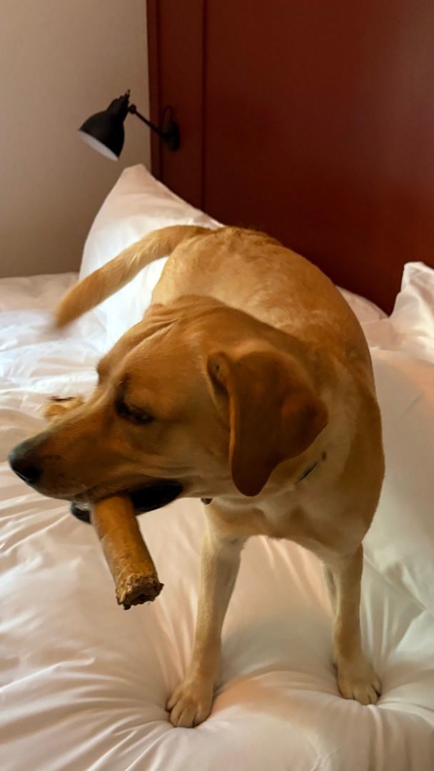 Blonde labrador kauwt op een runderkop rol van Luckypaw