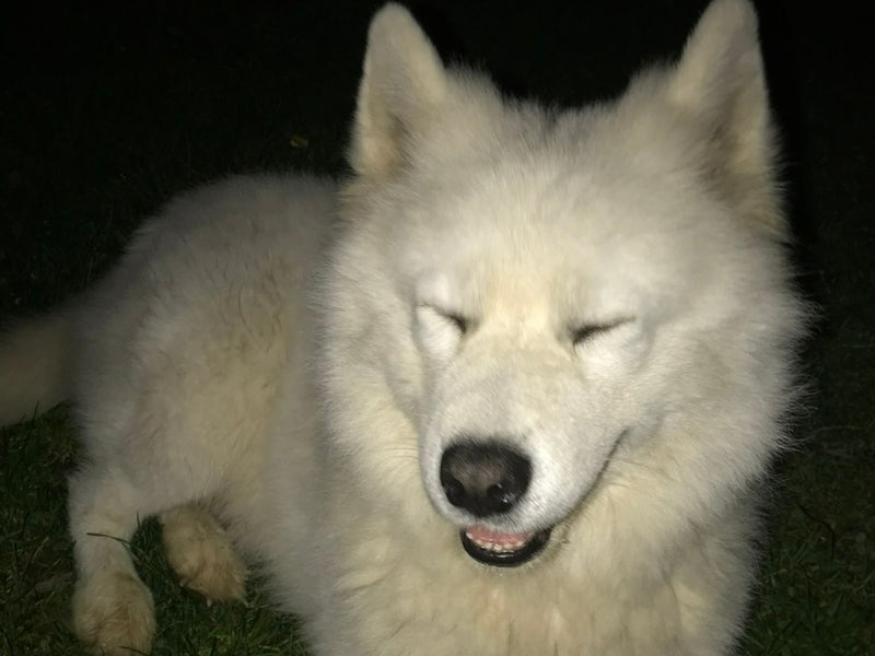 Witte samojeed ligt lachend met dichte ogen op het gras