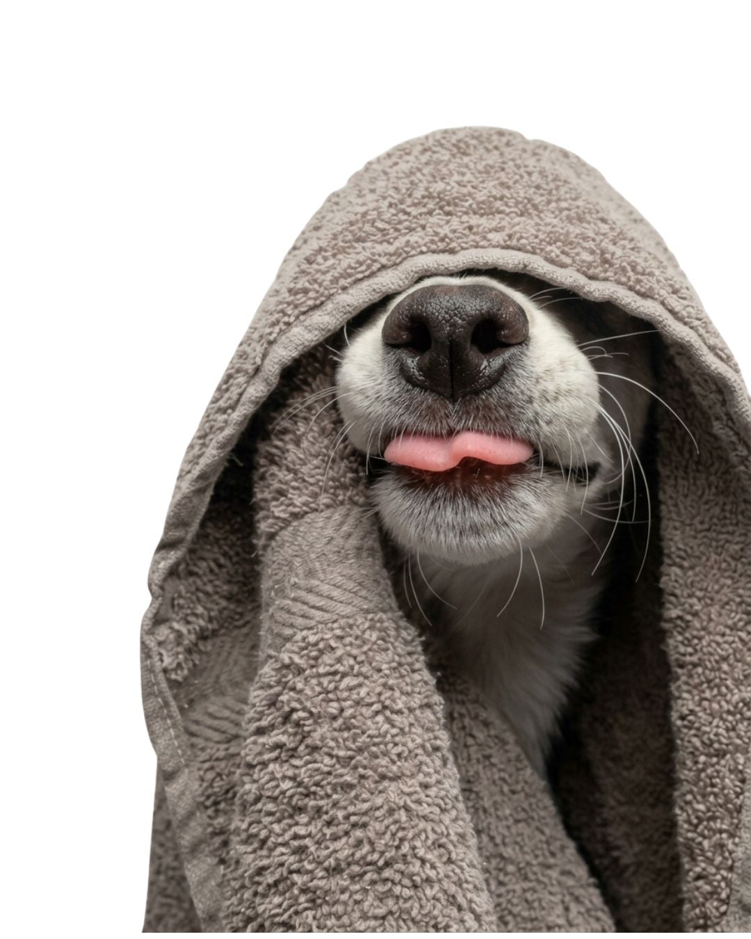 Hond gewikkeld in een grijze handdoek na het wassen